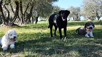 Truffle Hunting Experience Siena Tartufi
