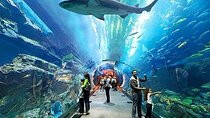 Dubai Aquarium and Underwater Zoo with Penguin Cove Tickets.