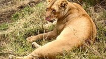 5-Day Private Safari in The Serengeti with Accommodation