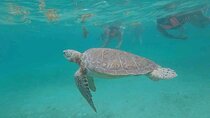 Swim with turtles + snorkelling + archaeological zone of Tulúm + cenote
