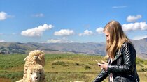 Half-Day Acclimatization Hike with Llamas and Alpacas in Cusco 