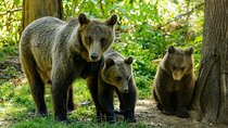 Bears Sanctuary, Dracula Castle and Poiana Brasov-Private day tour from Brasov