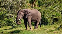 8 Day Uganda Primates Safari and Wildlife Safari Private Tour