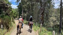 Horseback Ride Around Medellín's Beautiful Countryside!