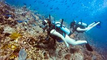 Full Day Scuba Diving in Rosario Islands