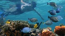 Private Full-day Dhow Cruise to Mnemba Island reef for Snorkeling