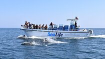 Sealife Sea Safari, Dolphin Watching with Marine Biologist's Lagos