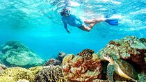 Half-day Snorkeling at Mnemba Coral Gardens