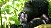Bwindi Gorilla Safari - 3 Days