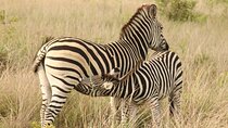 4 Days Victoria Falls Safari Tour & Chobe National Park game drive