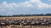 10-Day Serengeti Wildebeest Migration Safari from Arusha