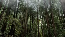 Private Muir Woods and Sausalito full-Day Tour from San Francisco