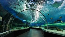 Dubai Aquarium and Underwater Zoo regular pass
