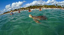 Tour to swim with turtles