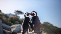 Cape Town Private Tour: Penguins, Cape Point & Chapman's Peak