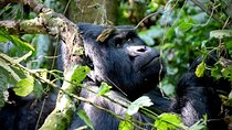 4-Day Private Gorilla Trekking Experience in Bwindi