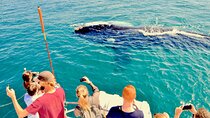 Hermanus Whale Watching Shared Boat Trip and Private Wine Tour from Cape Town