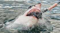 Cape Town: Shark Cage Diving & Penguins Tour to Gansbaai with private transfers
