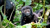 Uganda Private 8 Days Gorilla and Wildlife Safari