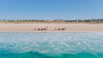 Horse Riding on the Beach with private transfer from Lisbon