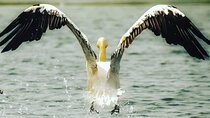 Private 3-Day Tour Danube Delta Birdwaching and Safari Experience from Bucharest