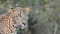 Special Leopard Safari Tour in Yala National Park by Malith & the team