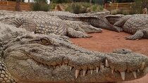 Crocodile Park including Transportation and entrance
