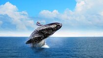 Full-day Whale watching Tour in Samana Bay from Punta Cana