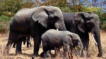 Full Day Private Safari - Tarangire National Park