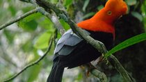 Endemic Birds Tour in Salento