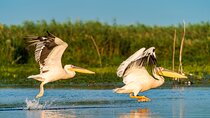 Bird watching in Danube Delta - Private day tour from Bucharest