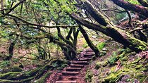 Madeira: Private Guided Walk Vereda Fanal PR13