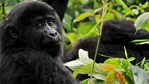 3 days gorilla trekking Bwindi safari