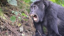 3 Days Uganda Gorilla Trekking Safari in Bwindi National Park