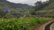 Madeira: Levada Nova Tabua Private Half-Day Walking Tour