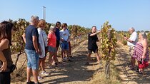 Wine Lovers: Winery Tour w/ Tasting & Tapas (Albufeira/Vilamoura)