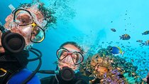 Full Day Fun Diving at Tulamben All inclusive