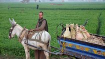 Half-Day Egypt Country Side Farm Tour with Pick Up