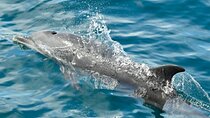 Dolphin and Snorkeling Trip with Costa Rican Companies