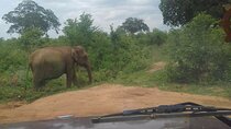 Udawalawe saffari tour from kandy