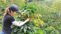 Private coffee tour near Medellín, from bean to cup.