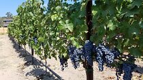 Napa Valley Wine Tasting Private Tour (6-Hour minimum)