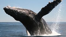 Cabo San Lucas Whale Watching Tour All Included