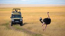 3-Day Safari to Maasai Mara National Reserve with Entry Fee