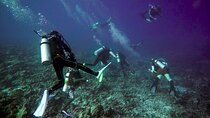 Scuba Diving Trips to Daymaniyat Islands