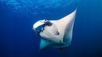 Sunset Cruise & Manta Night Snorkeling Charter