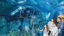 Full Day Dubai City Tour with Burj Khalifa & Underwater Zoo Ticket