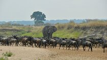 4 Days Private Migration Camping Tour in Serengeti National Park 