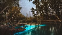Bioluminescent Clear Kayak Tours in Titusville