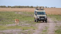 4 days Tanzania Wildlife, Materuni Waterfalls and Chemka Hot-spring &Coffee Tour